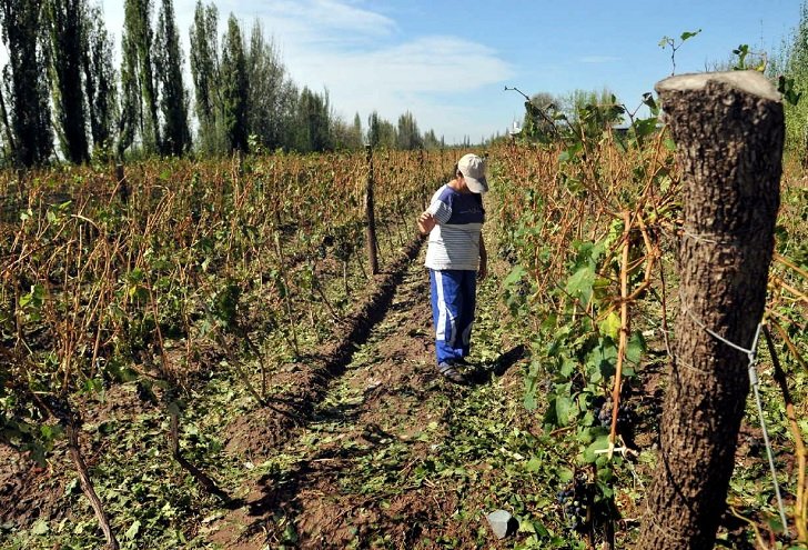 La liquidación del agro en febrero muestra una caida de 75% en relación a igual mes de 2022 por impacto de sequía y adelanto de flujo por dolar soja 2
