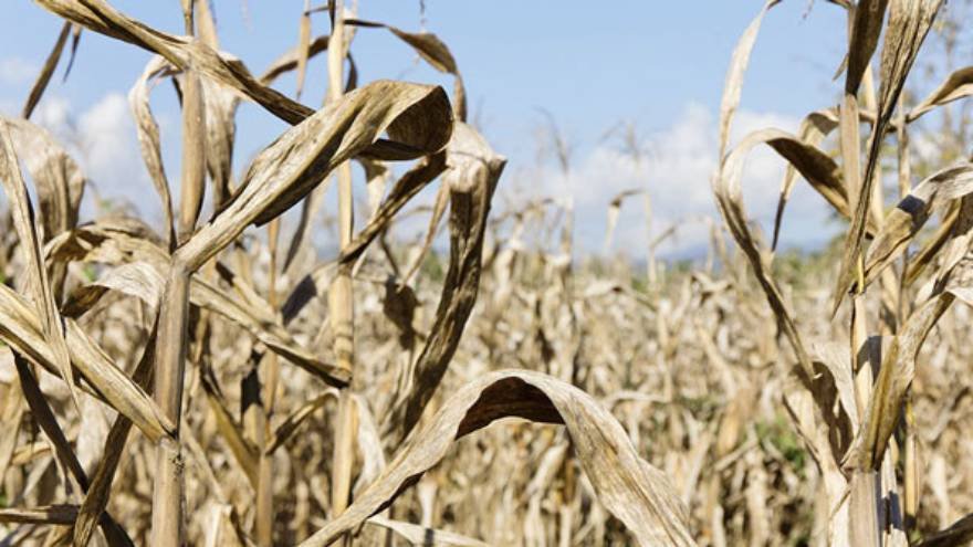 Se volvieron a recortar las proyecciones de la cosecha de soja y maíz por el impacto de la sequía