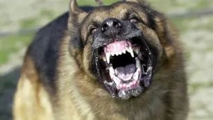 Ataque de perros