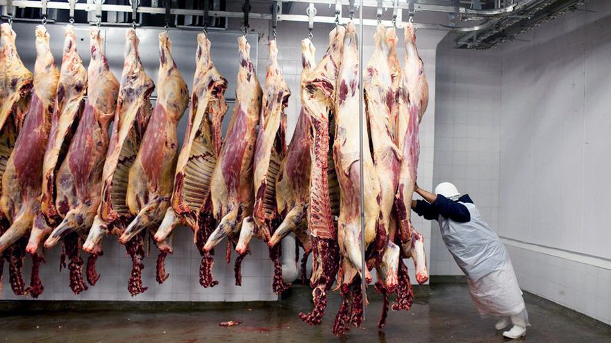 Las faenas se frenan debido al alto costo de los vacunos.