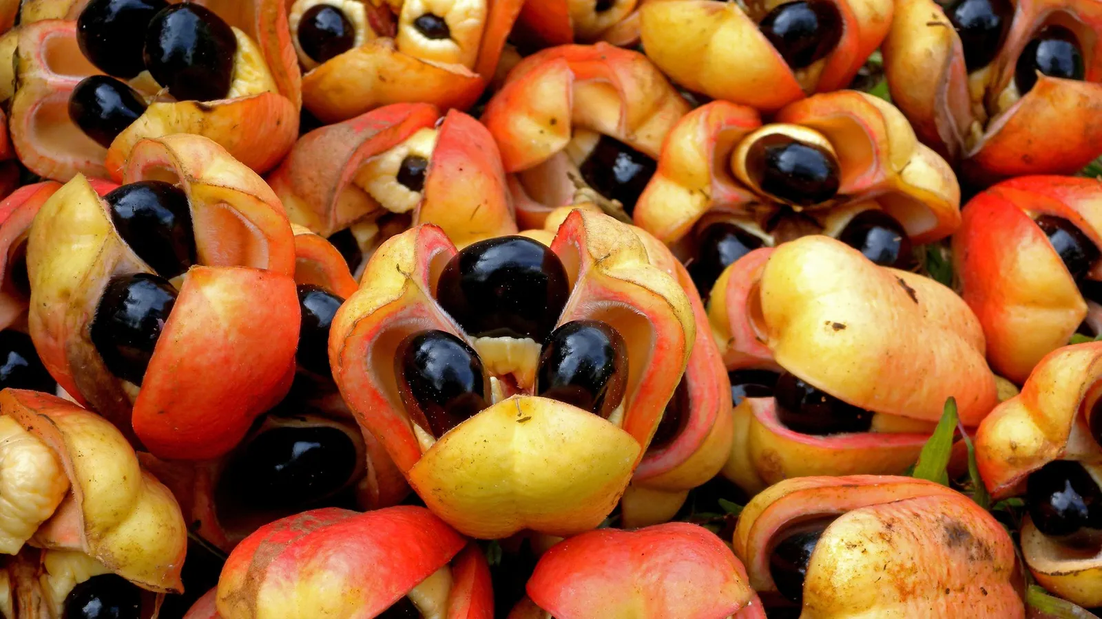 El&nbsp;ackee, también conocido como “akee” o “akí”, es la fruta nacional de Jamaica&nbsp;