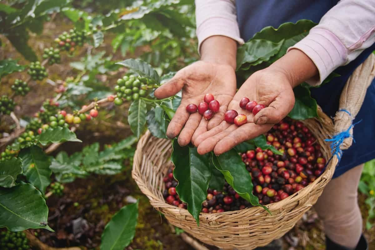 producción de café, cacao y miel para la economía local