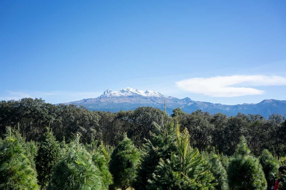 los precios de los árboles navideños en Amecameca rondan los $1600 pesos, depende el tamaño