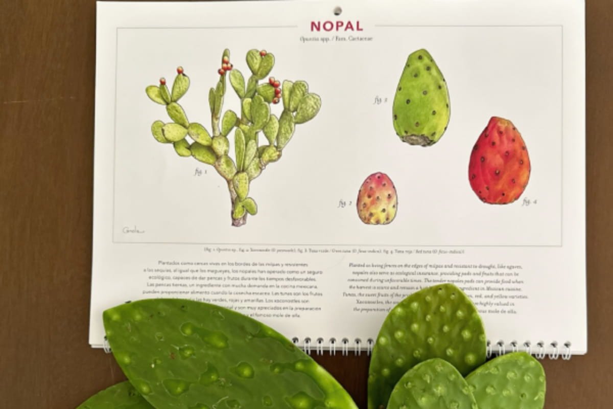 Ilustración botánica de nopalera para calendario de Opuntia