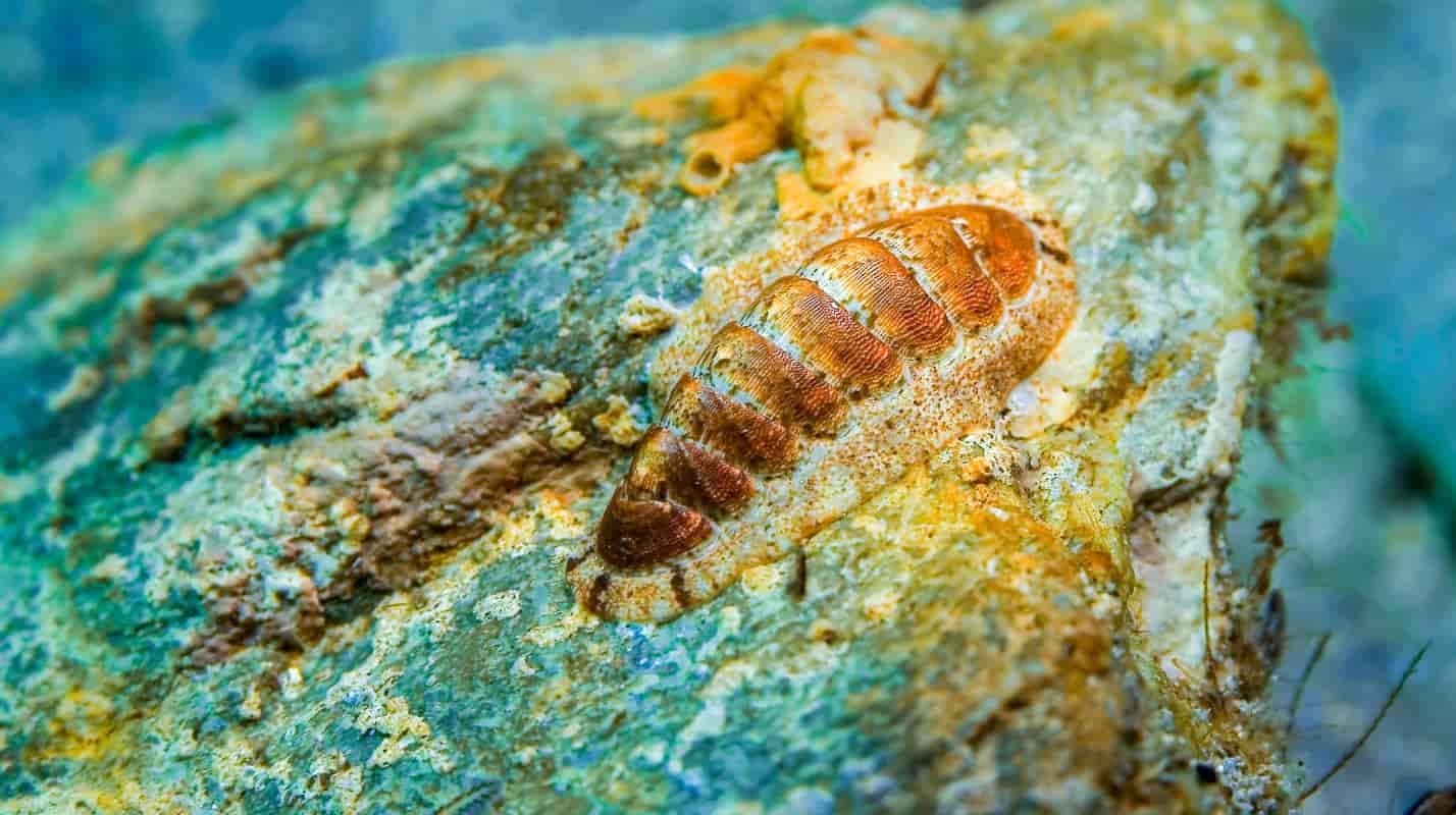 Variedad de la especie de Chiton