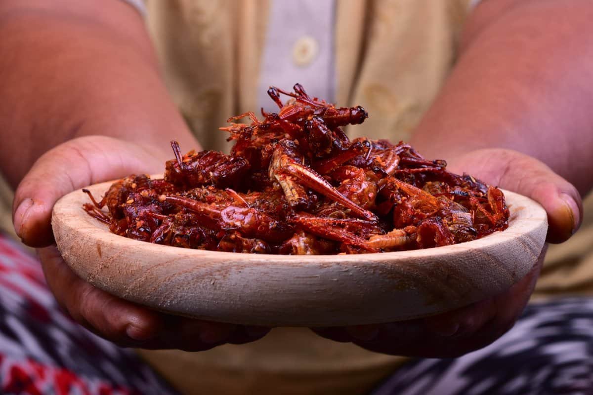 platón de insectos