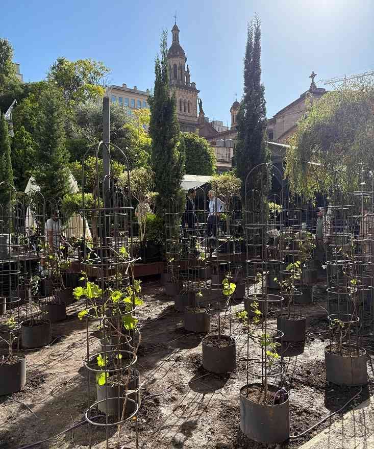 El primer viñedo urbano en Latinoamérica