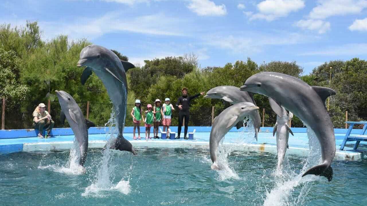 Científicos intentarán lograr una comunicación con delfines gracias a la Inteligencia Artificial