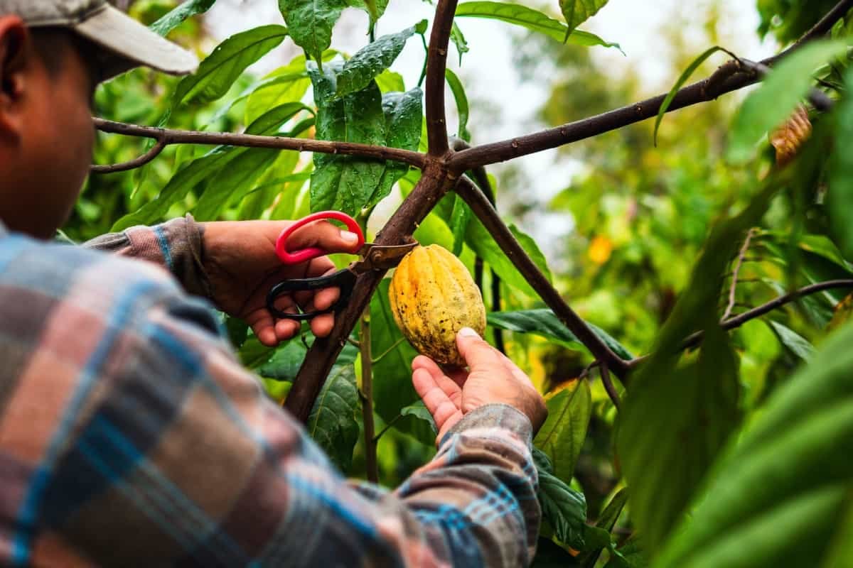 Latino Gastronomic México 2025: fechas, actividades y expertos 