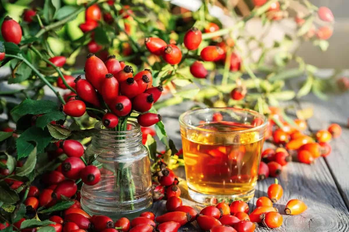 infusión de rosa mosqueta