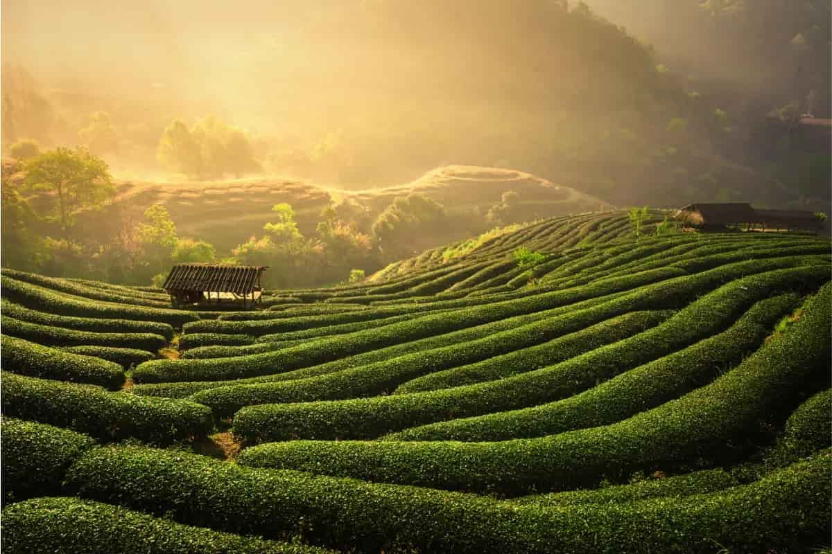plantación de té en china
