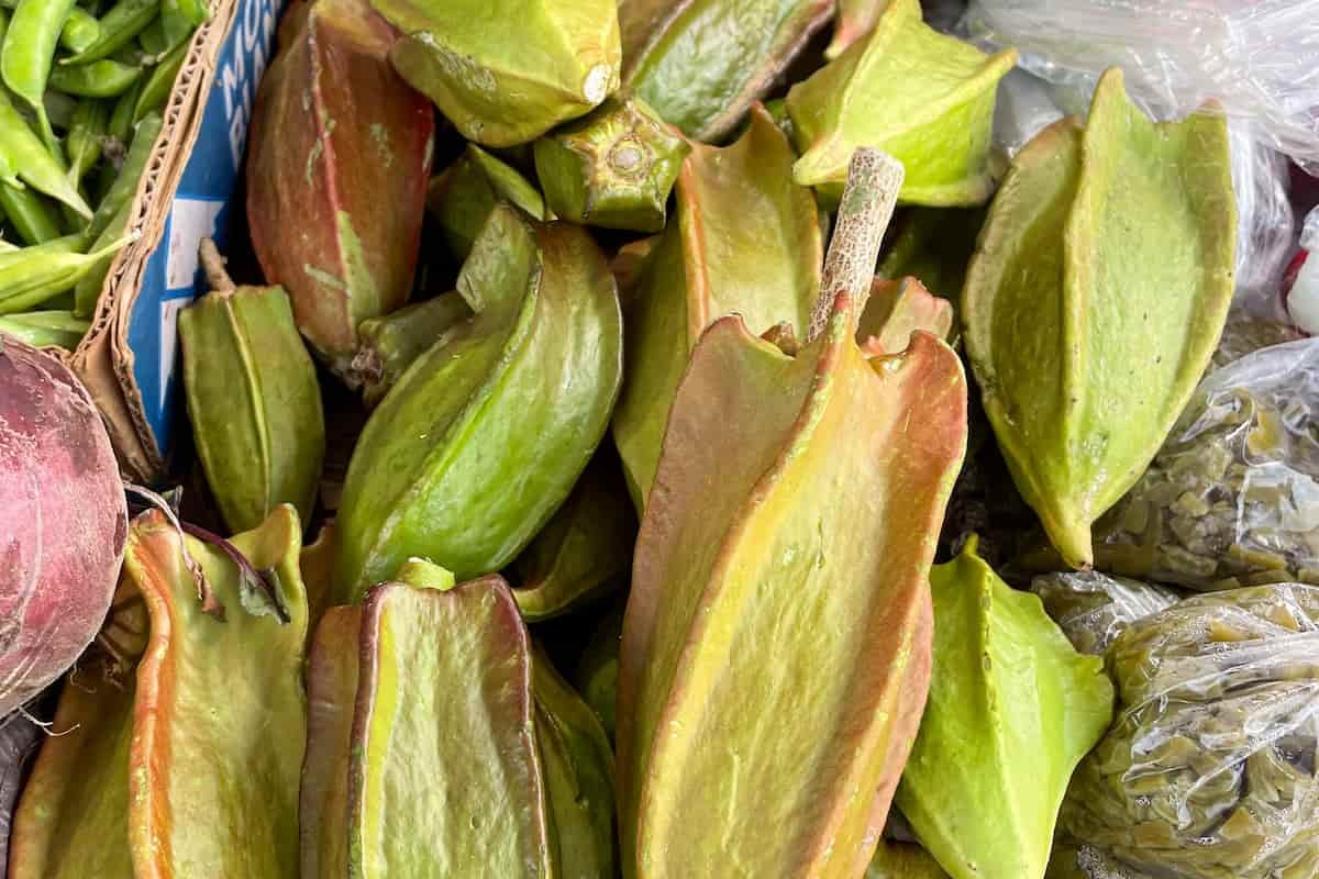 bonete fruto yucateco