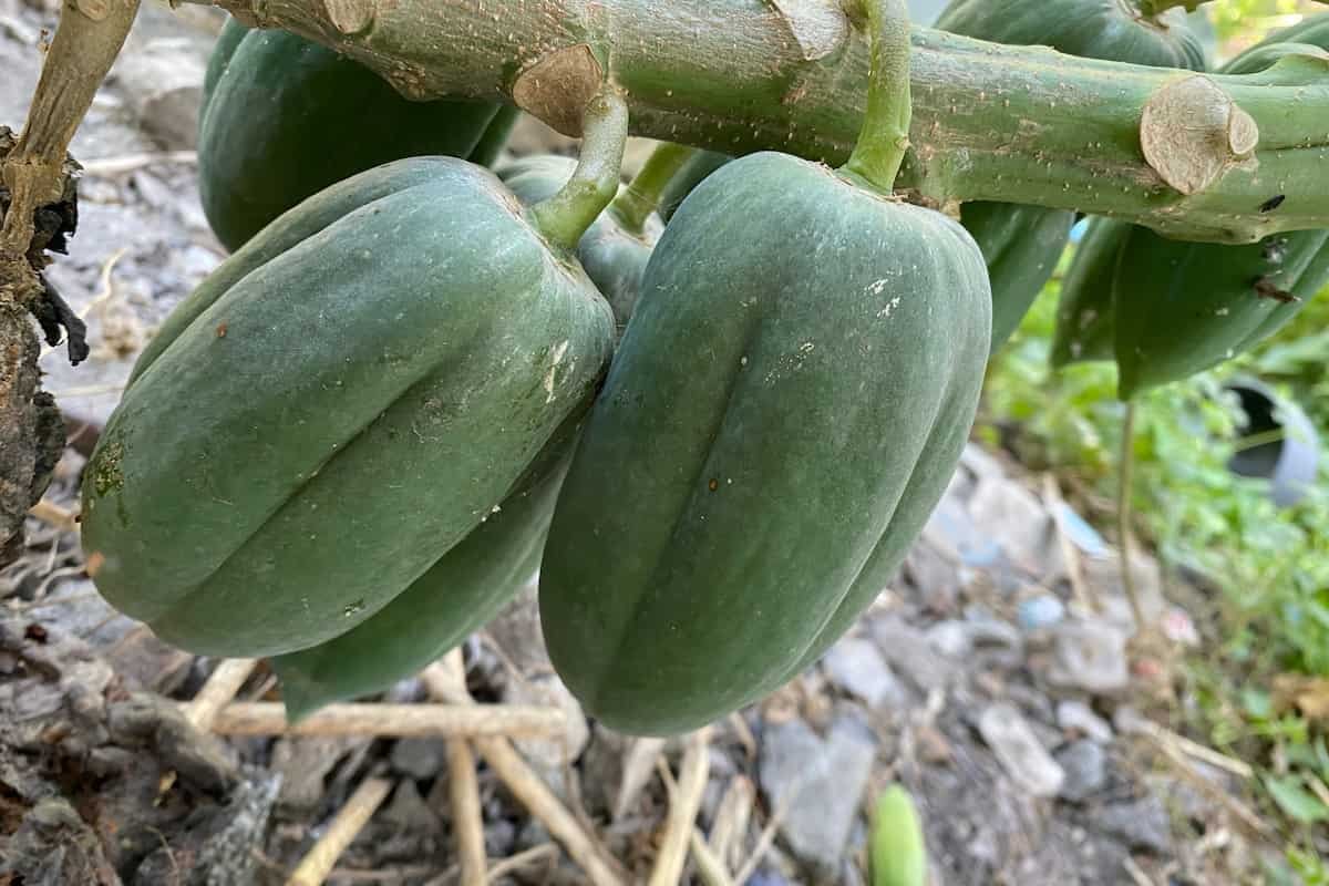 ingredientes típicos de la cocina yucateca