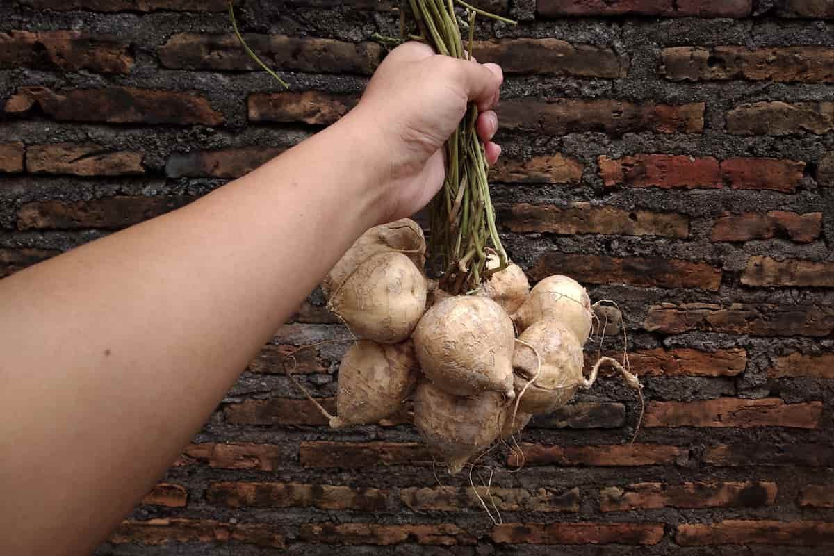 productos insignia de la gastronomía yucateca