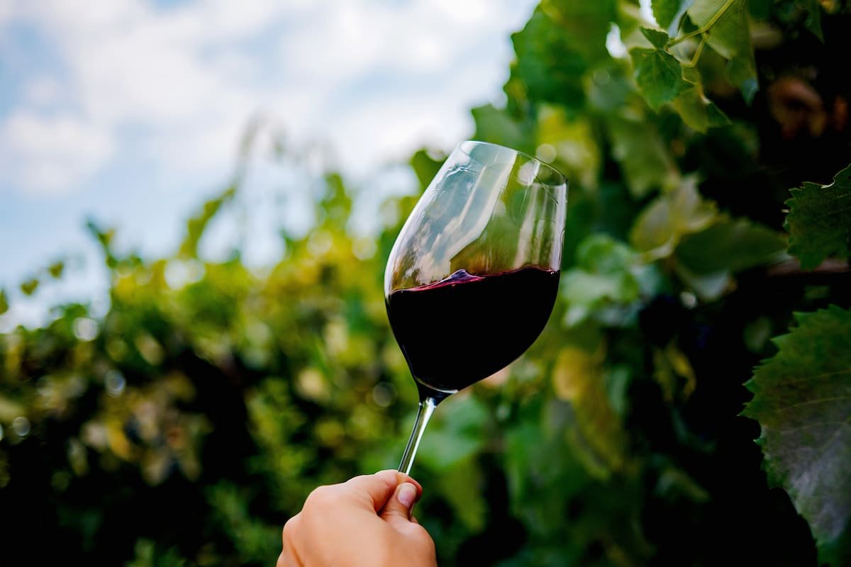 viñedo Valle de Guadalupe