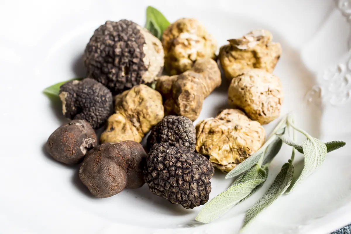 trufas negras y blancas
