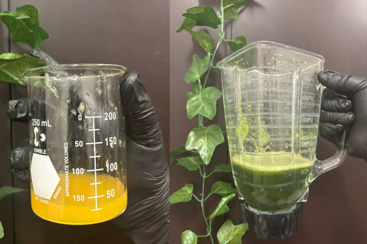 estudiantes mexicanos inventan refresco de cilantro en Veracruz