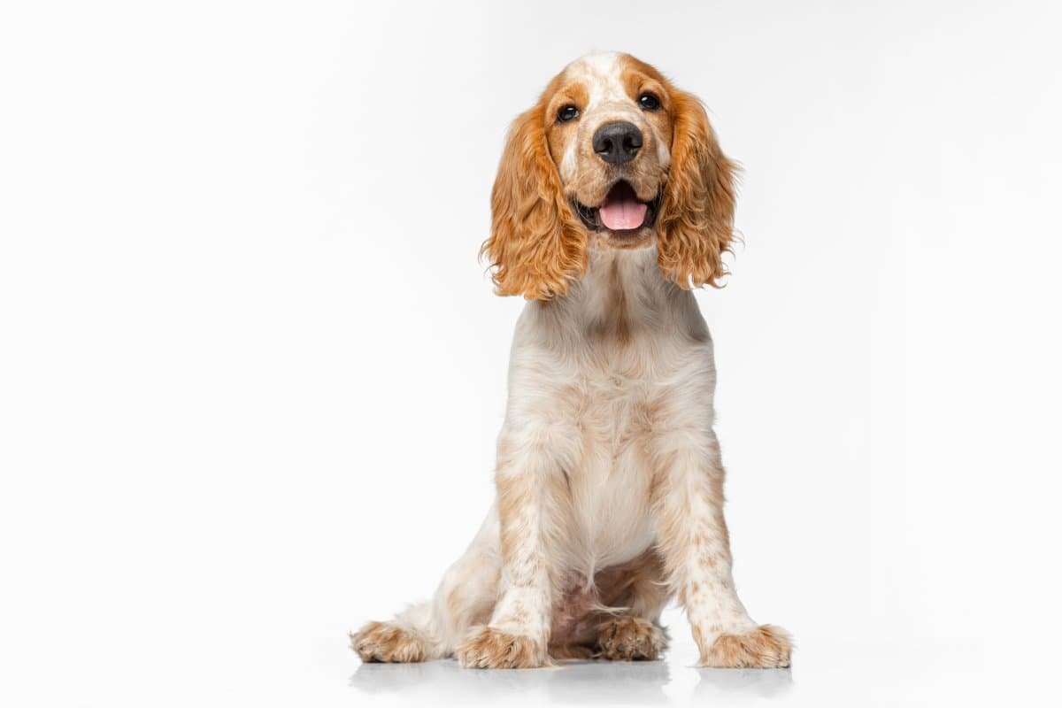 Perro recolector de trufas de la raza cocker