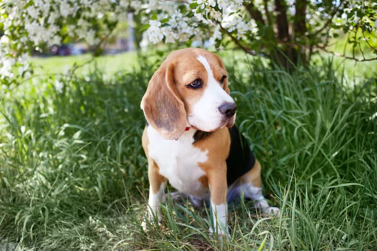 Perro recolector de trufas de la raza Beagle