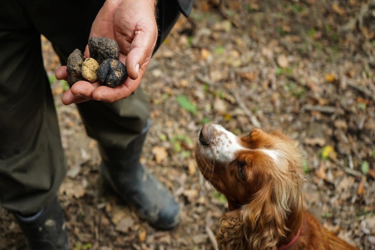 Perro trufero de raza Cocker Spaniel buscando trufas en el bosque