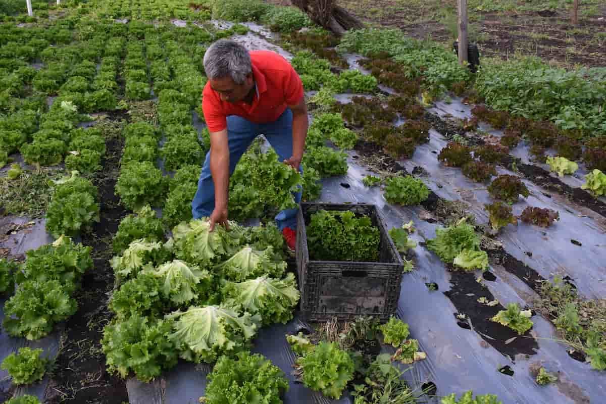chinampas que son