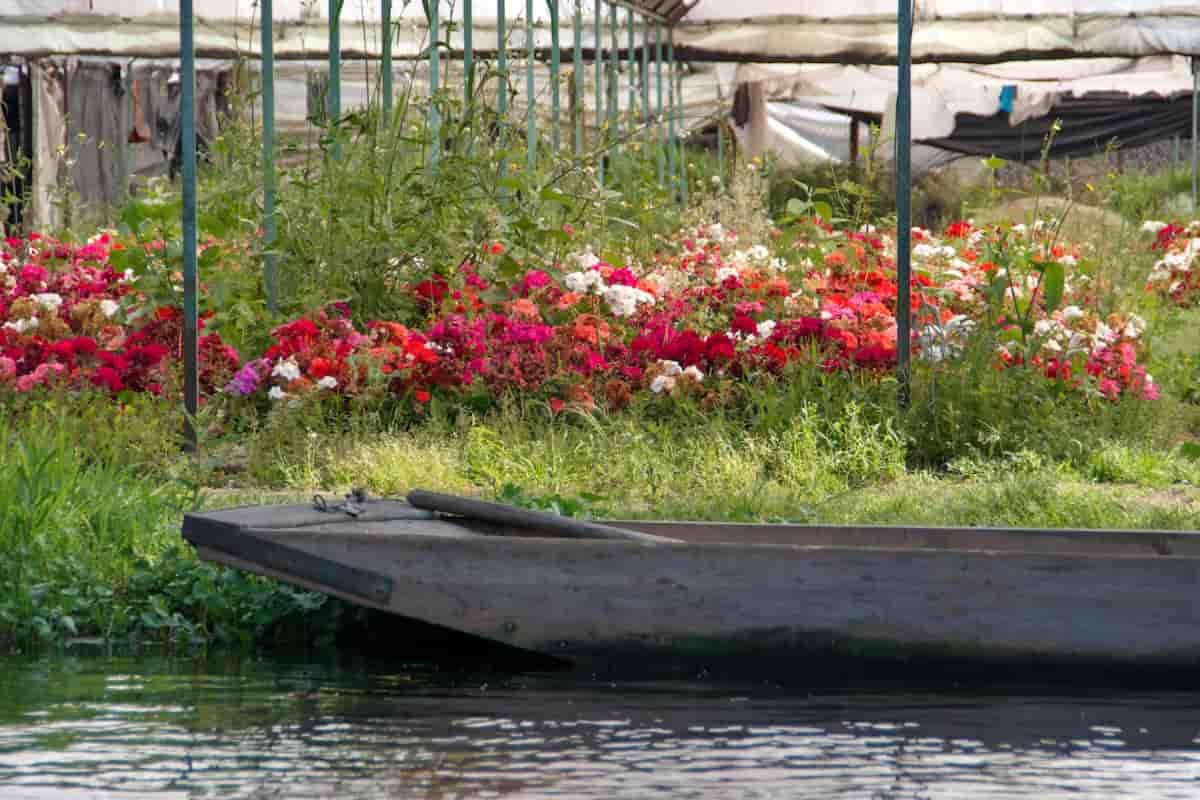 Amalia Salas y las chinampas