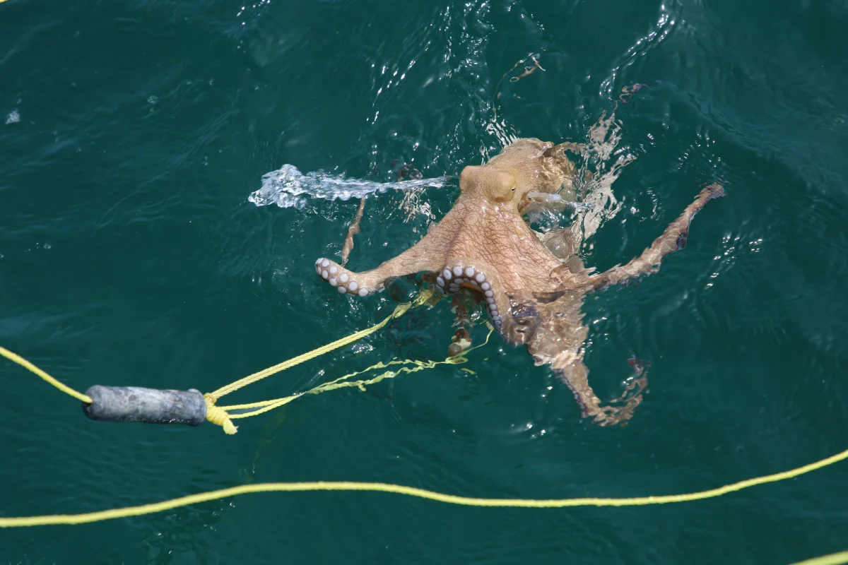 Pesca tradicional del Pulpo Maya