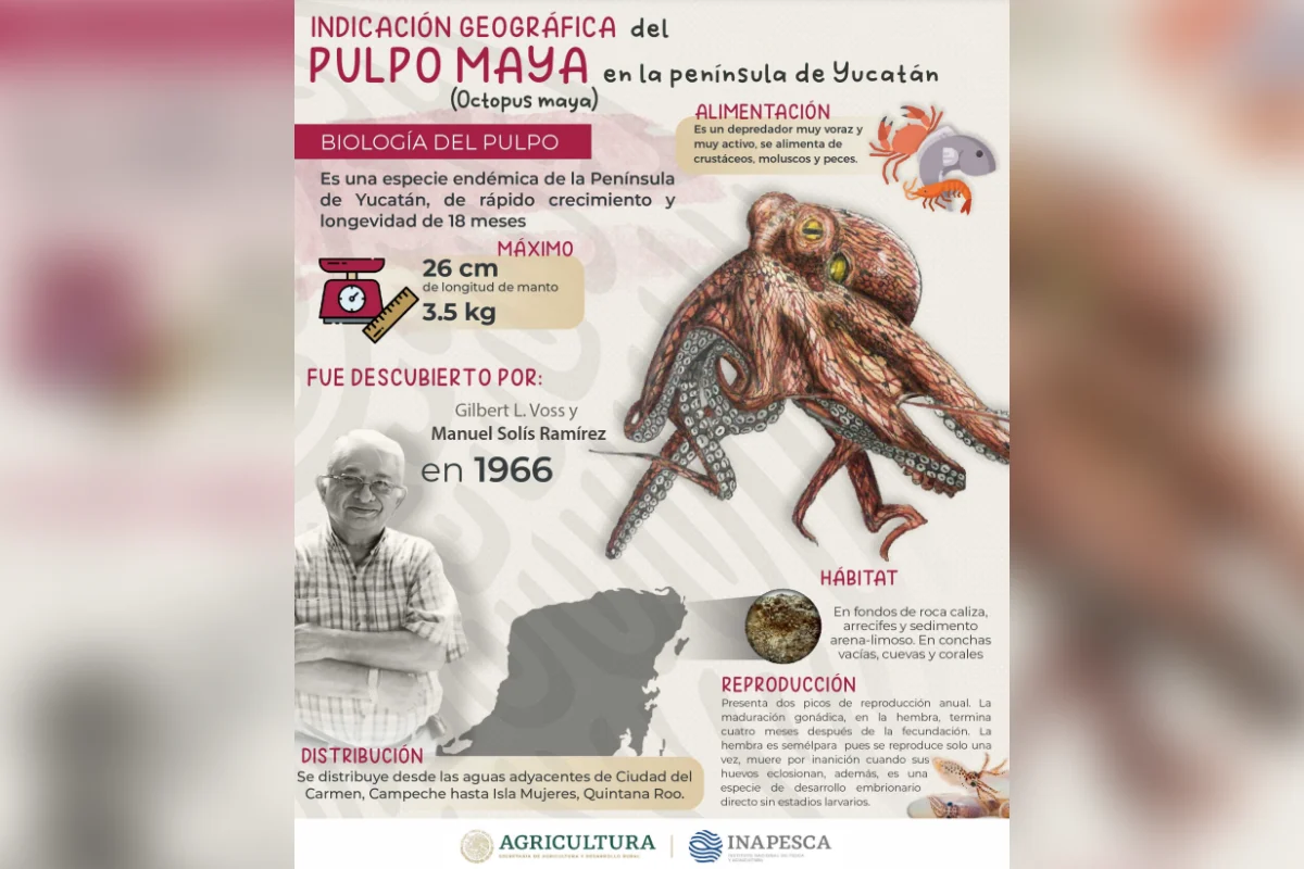 Pulpo Maya Rosa
