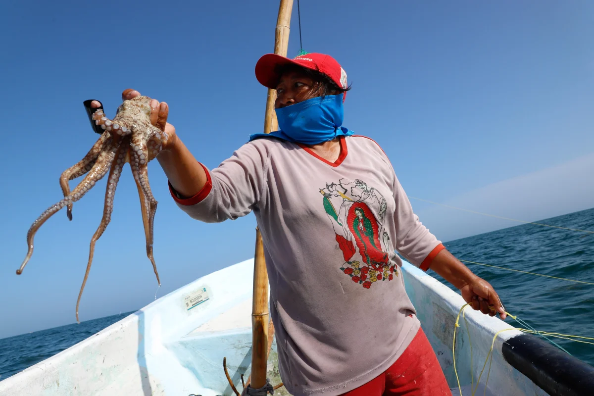 Pesca artesanal del pulpo maya