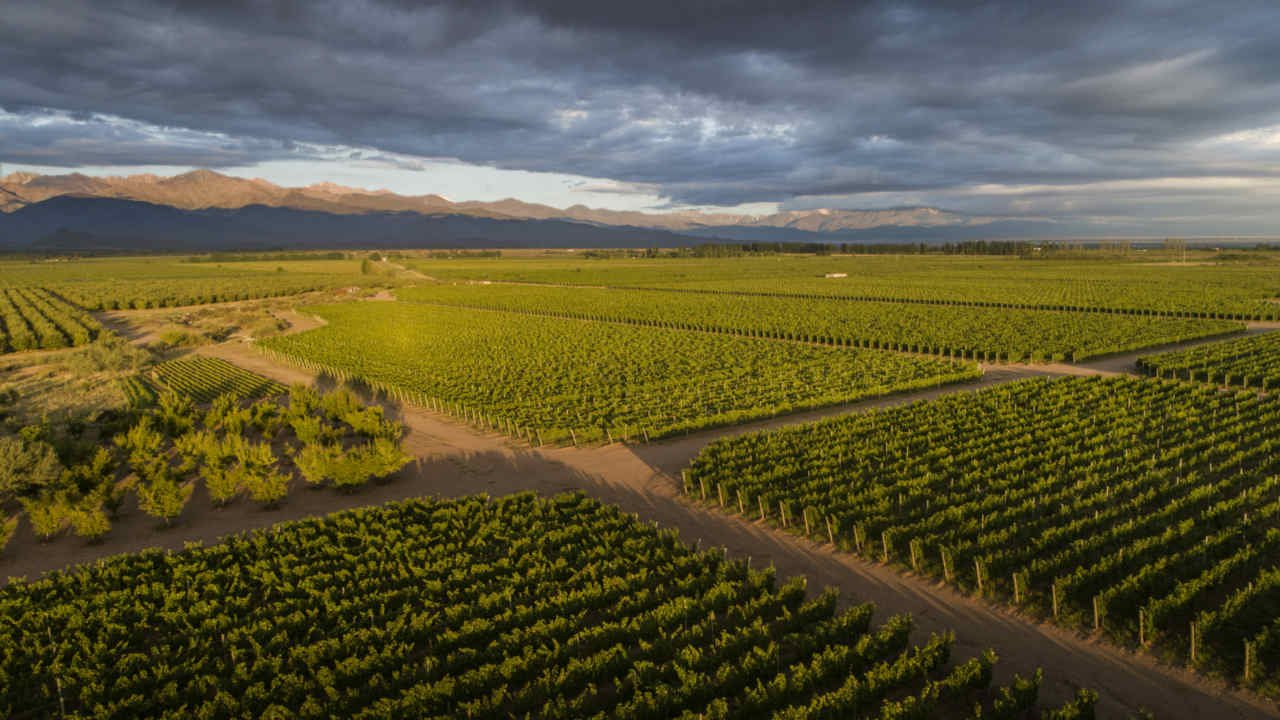 Magia De Uco tiene 42 hectáreas divididas en 13 cuarteles, 6 células y 74 microparcelas
