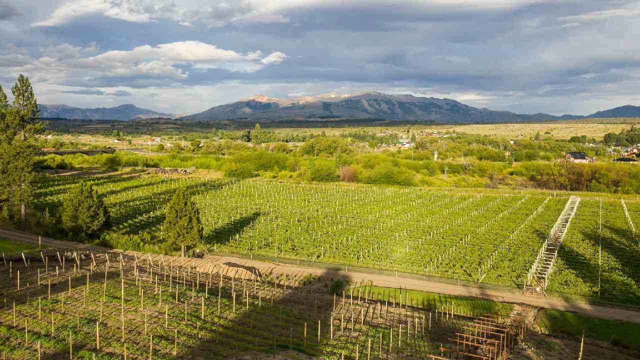 vino