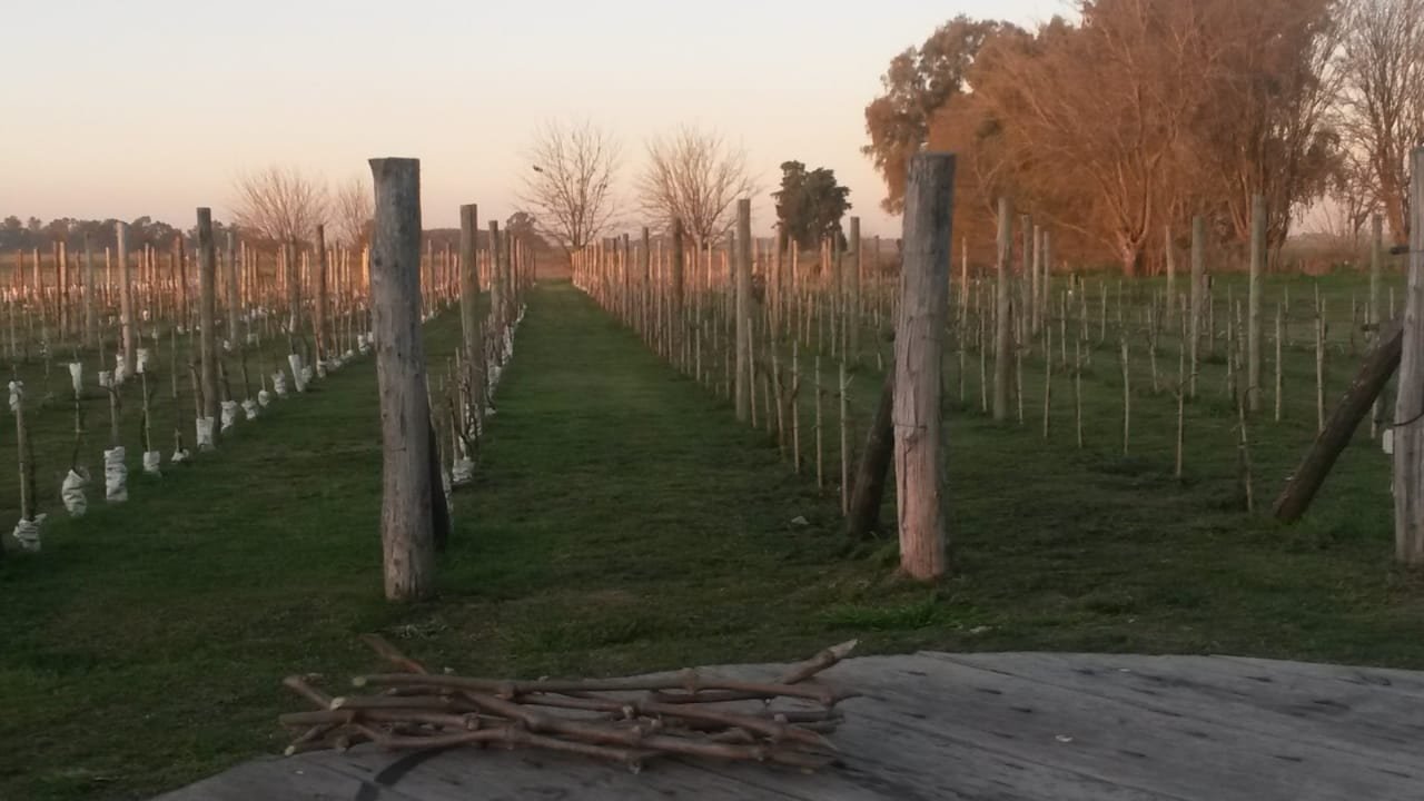 aa