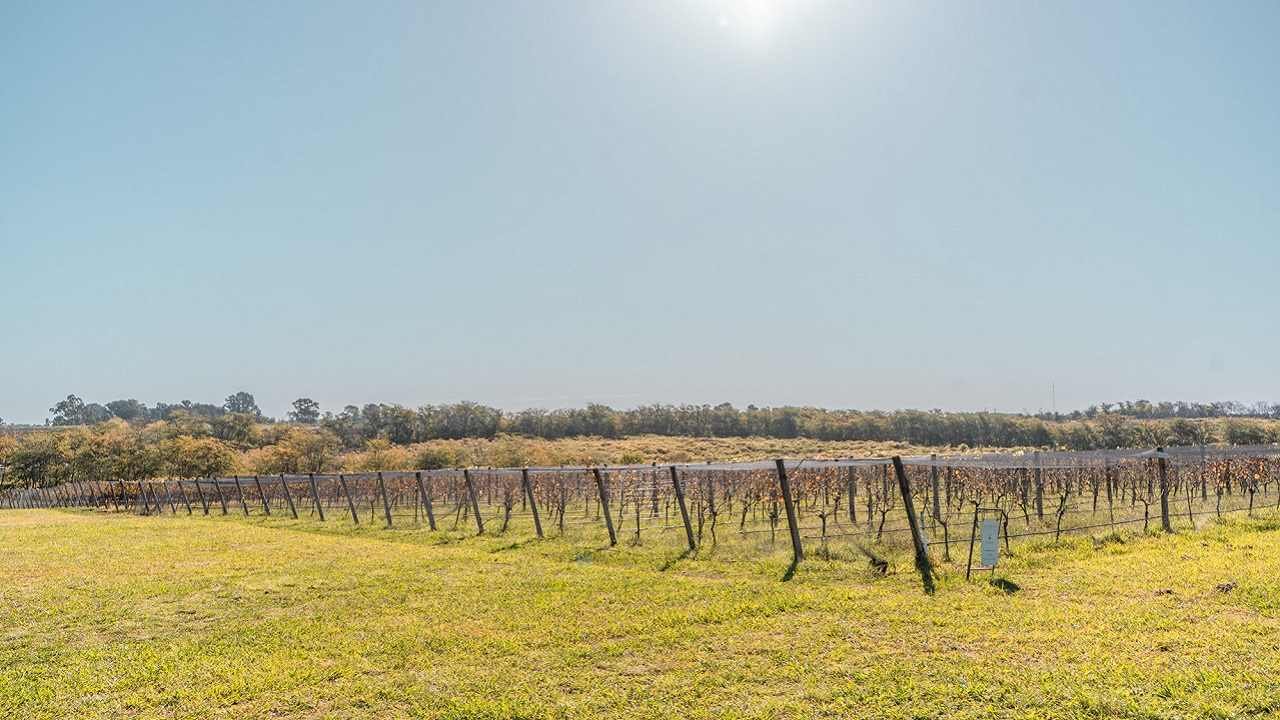 Un viñedo de las bodegas Gamboa ubicado en Madariaga, provincia de Buenos Aires