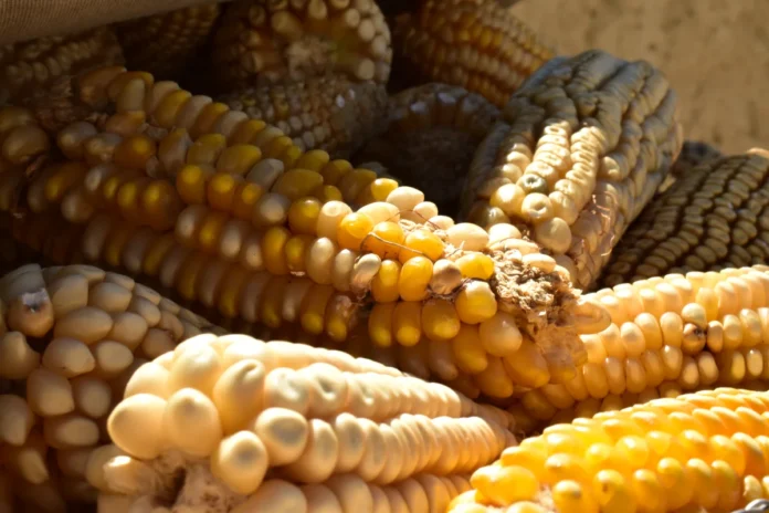 Lánzate a la Gran Elotiza donde podrás disfrutar de más de mil elotes preparados durante la Feria del Maíz y la Agrobiodiversidad 2025
